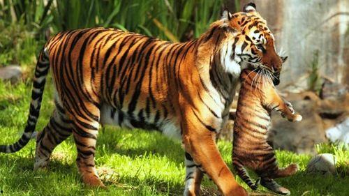 四虎视频,网络红人现象背后的故事